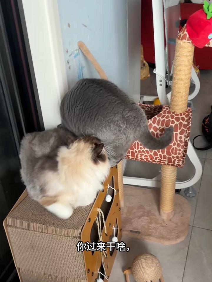 猫咪相处日常