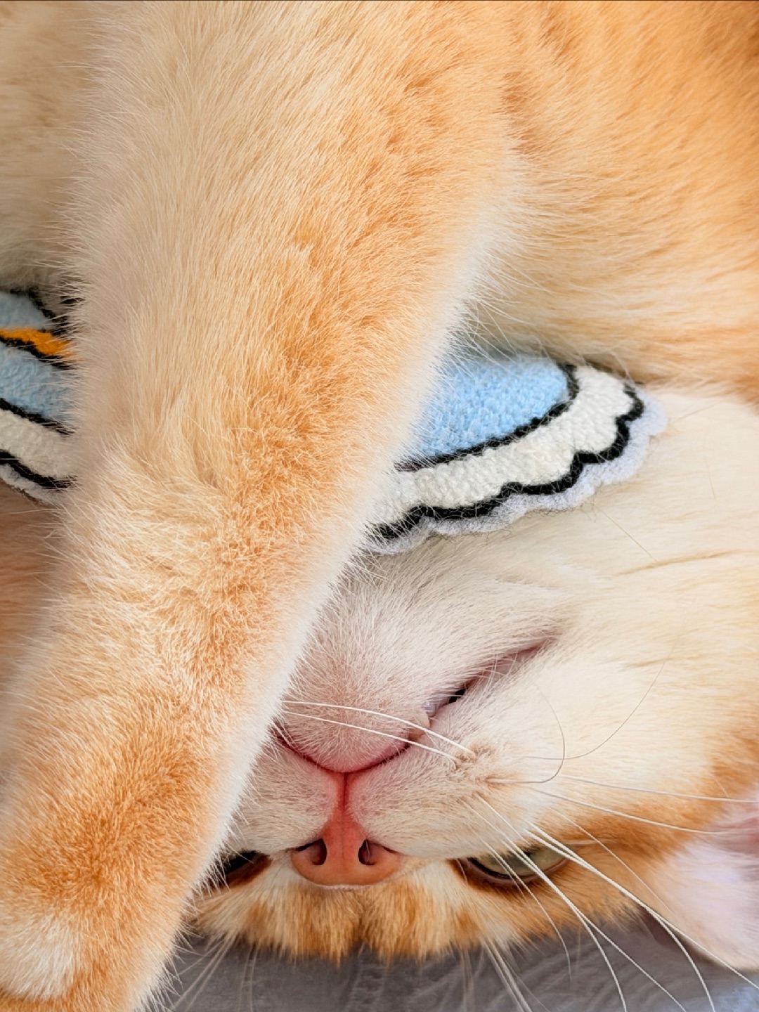 倒立萌萌萌😻