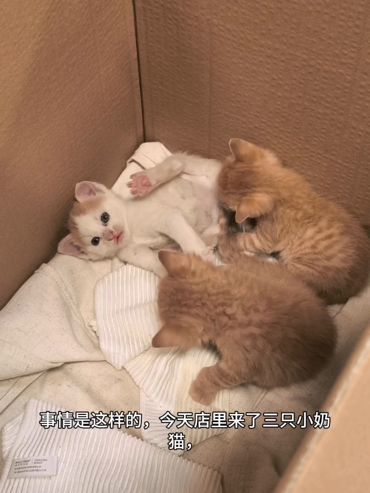 小奶猫有没有姨姨喜欢呢