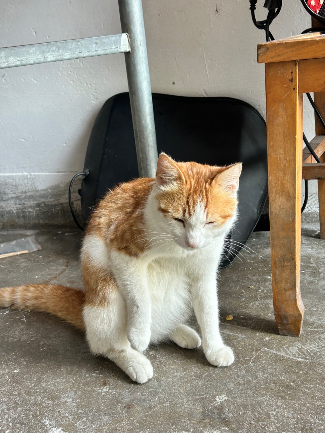 5.21 猫你干嘛