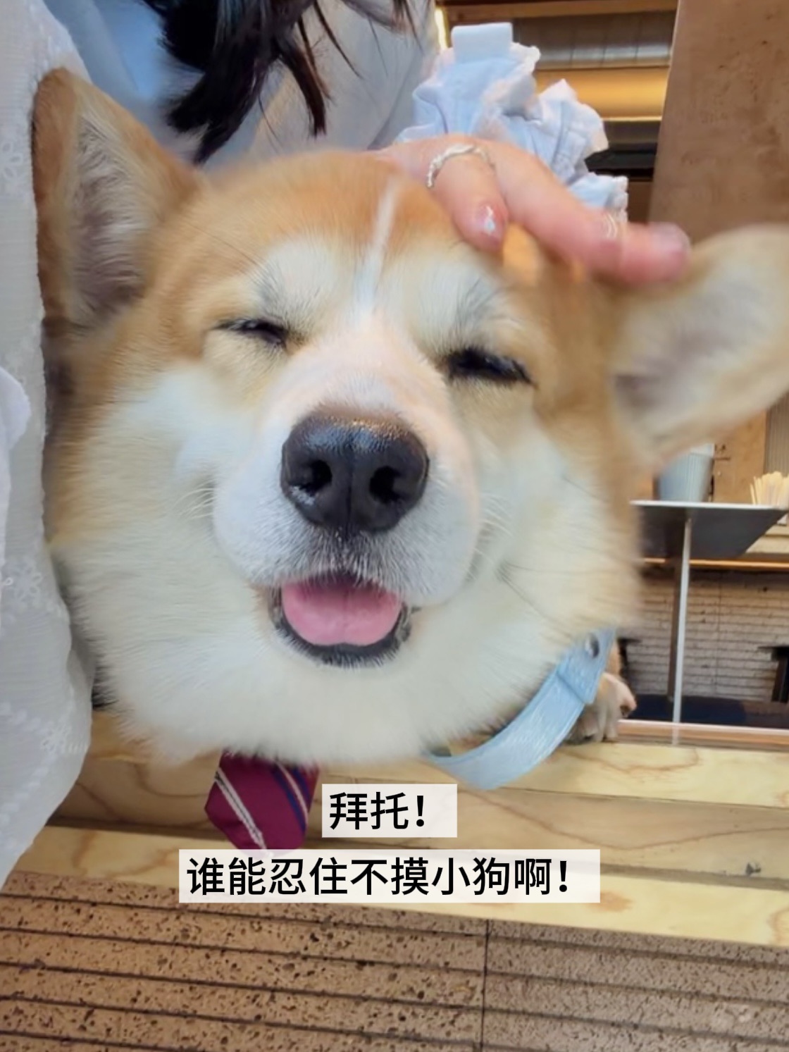 拜托！谁能忍住不摸小狗啊！
