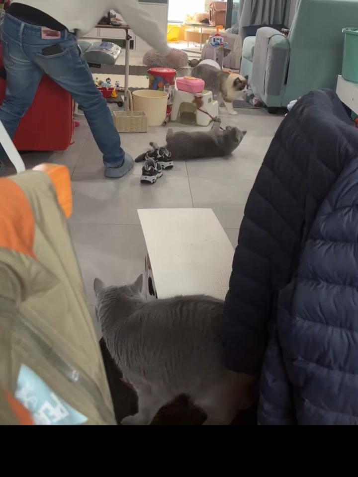 一种神秘的逗猫仪式