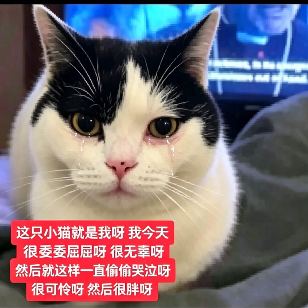 不要欺负小猫咪
