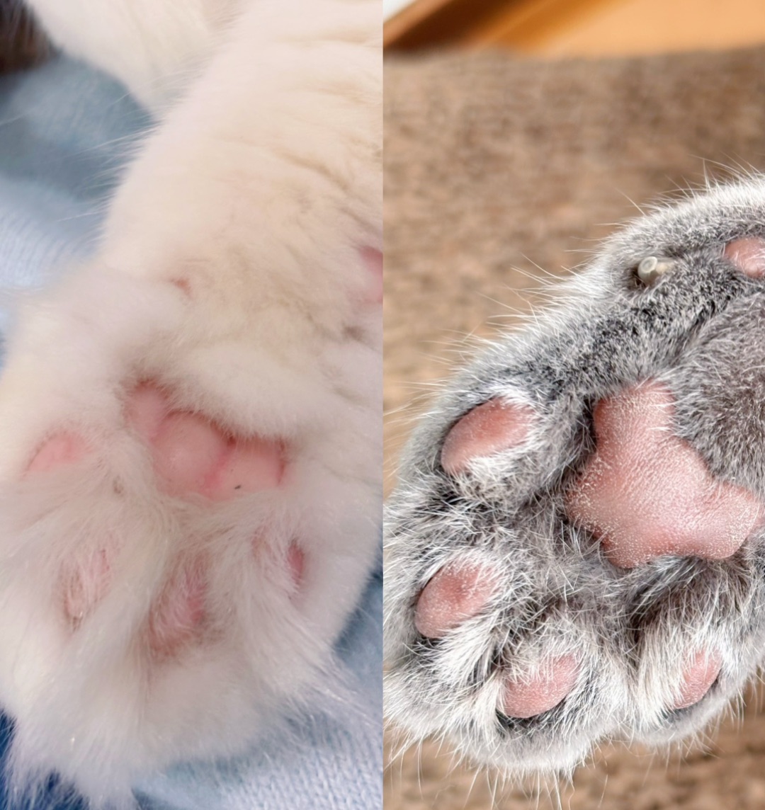 不同颜色的猫肉垫