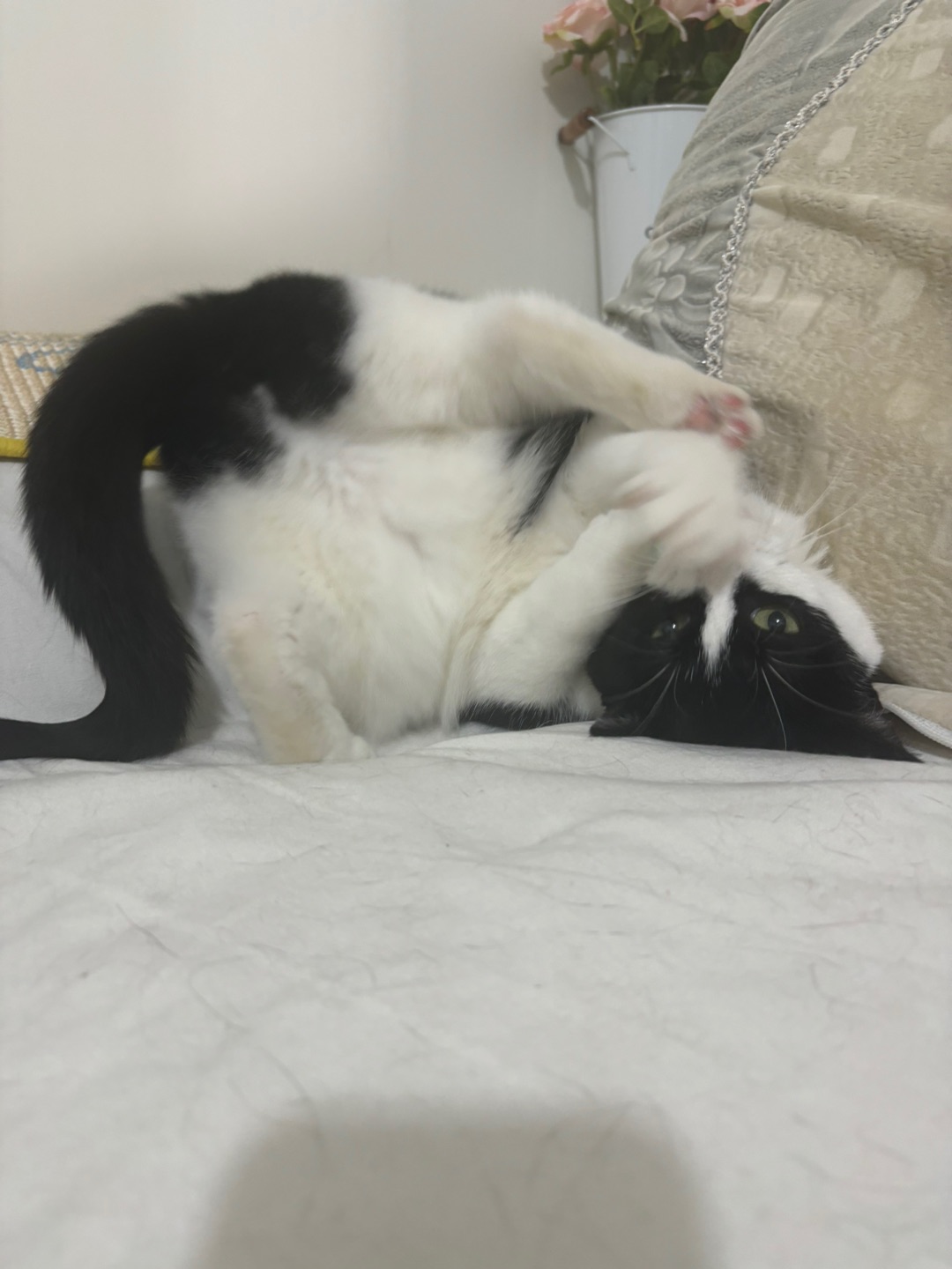 (*´▽｀)ノノ( ´ ▽ ` )ノ(*´▽｀)ノノヽ(^0^)ノ
