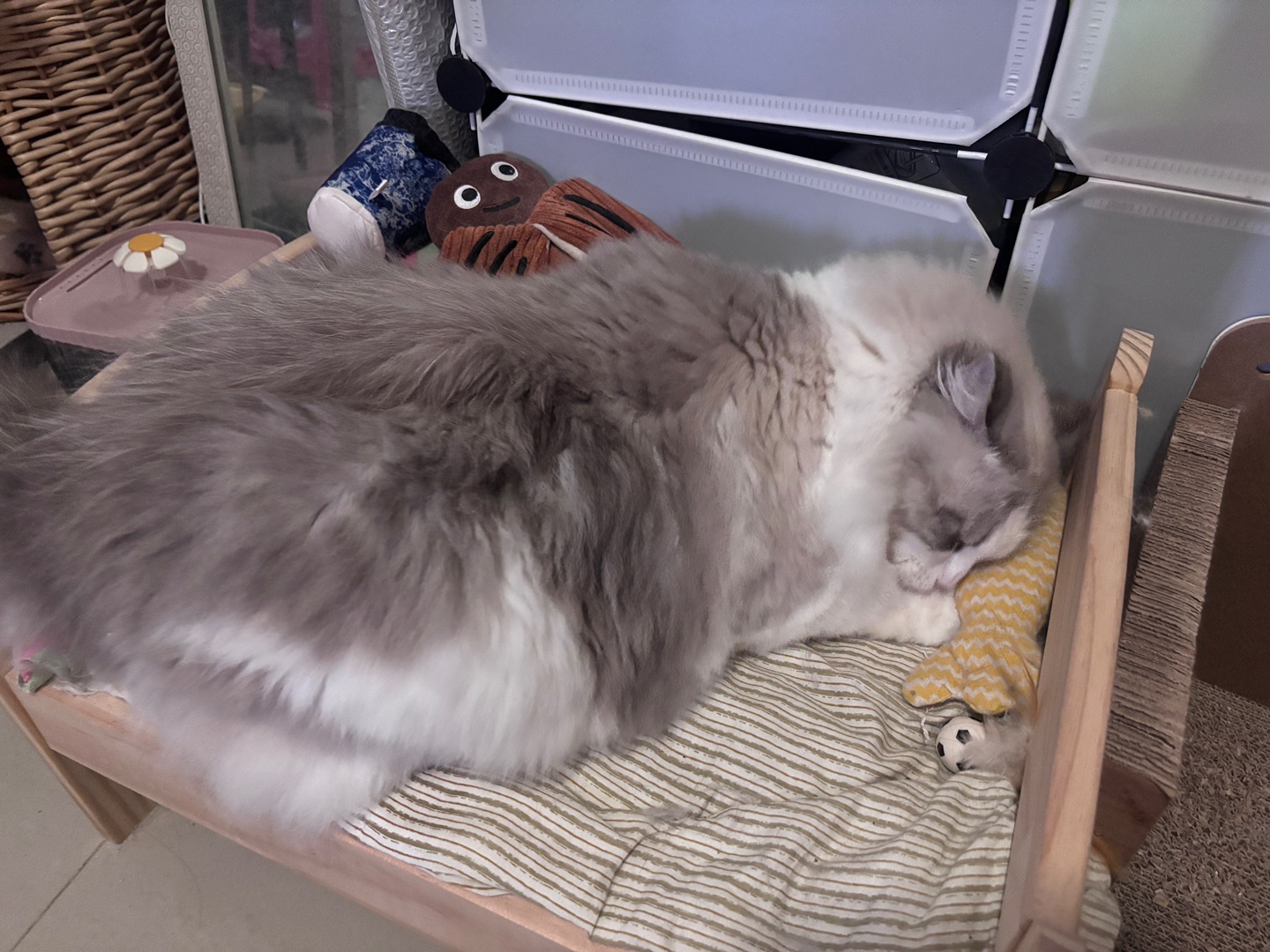 小胖子