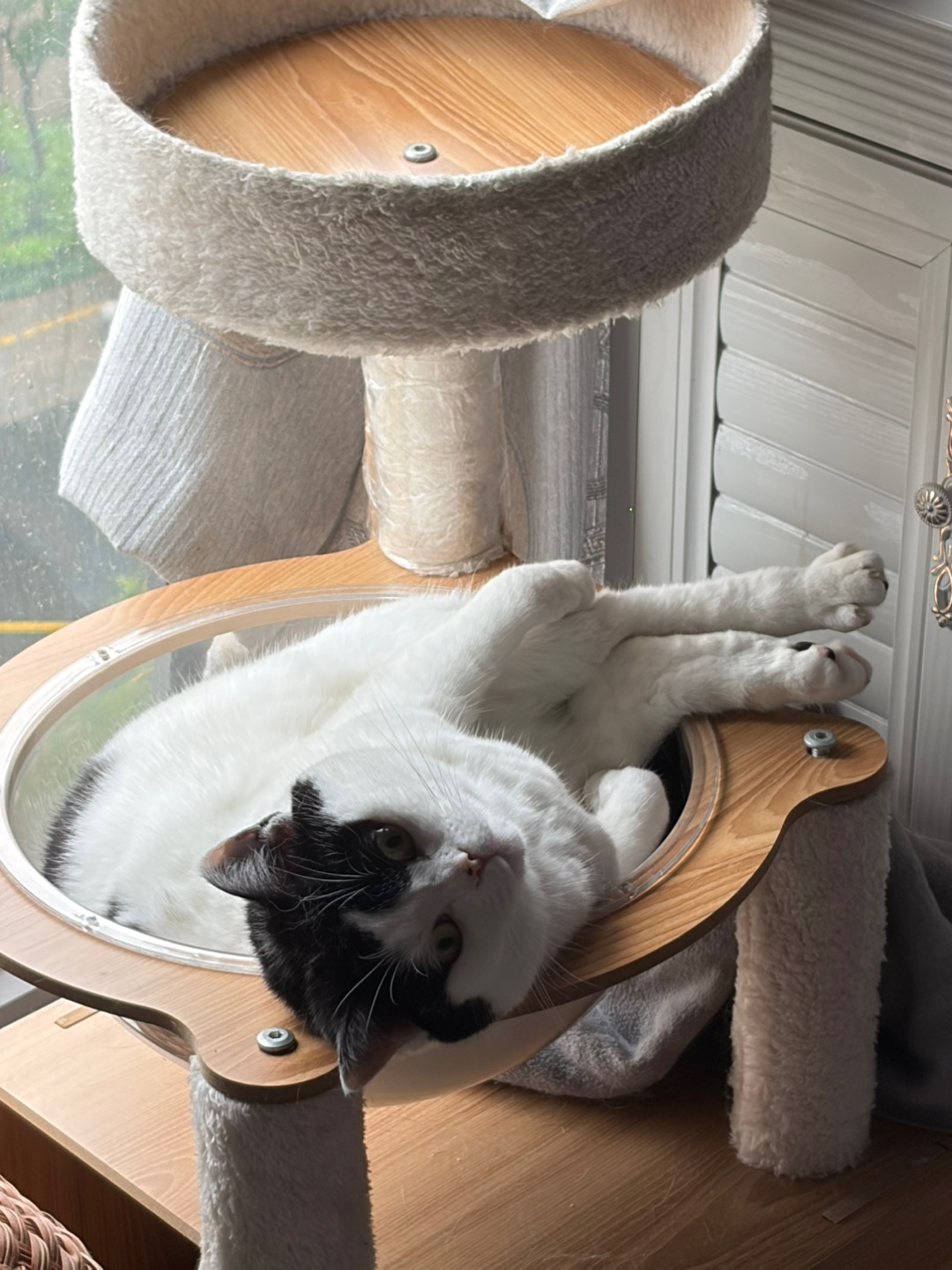 谁允许小猫咪这样睡的