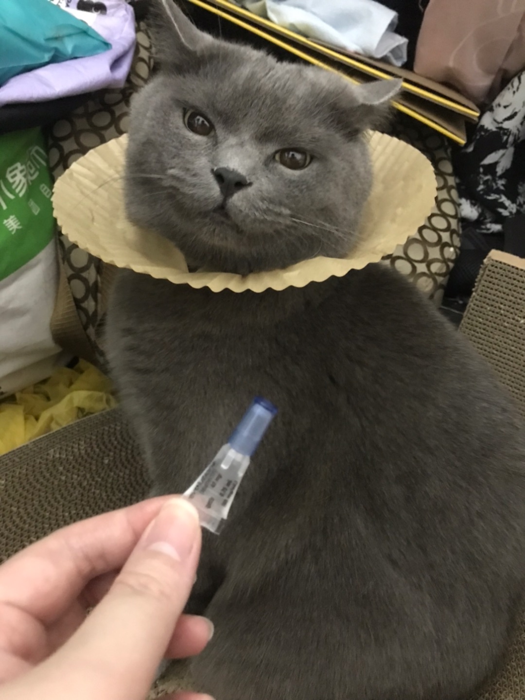 驱虫时间到