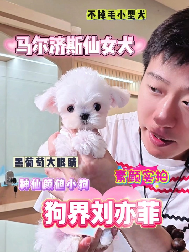谁能拒绝一只会“眼神杀”的马尔济斯妹妹啊🥰