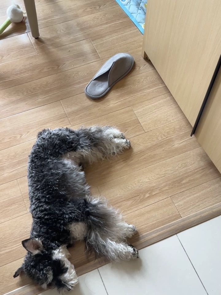 小狗设计师的极限操作