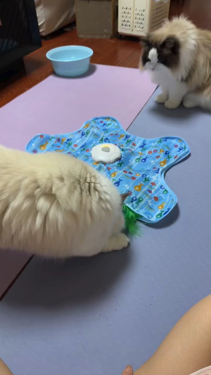 新买的很喜剧的玩具哦