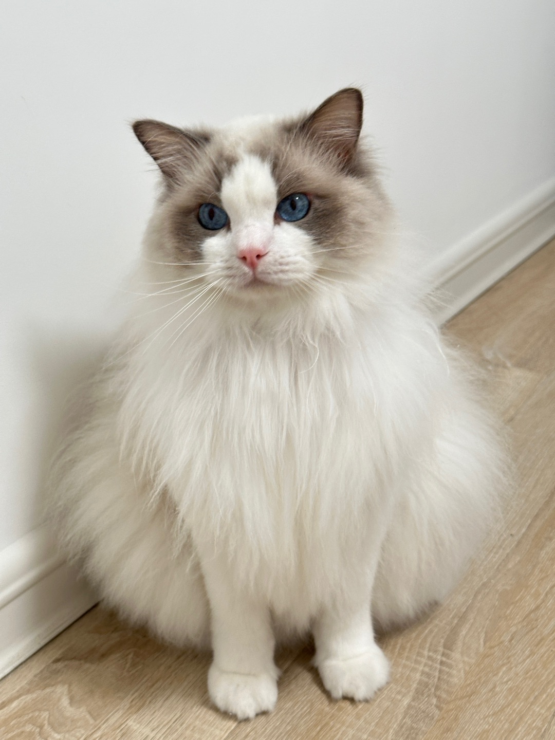秃头小猫
