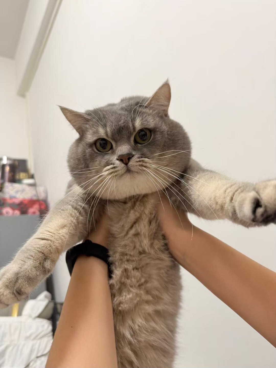 举高高