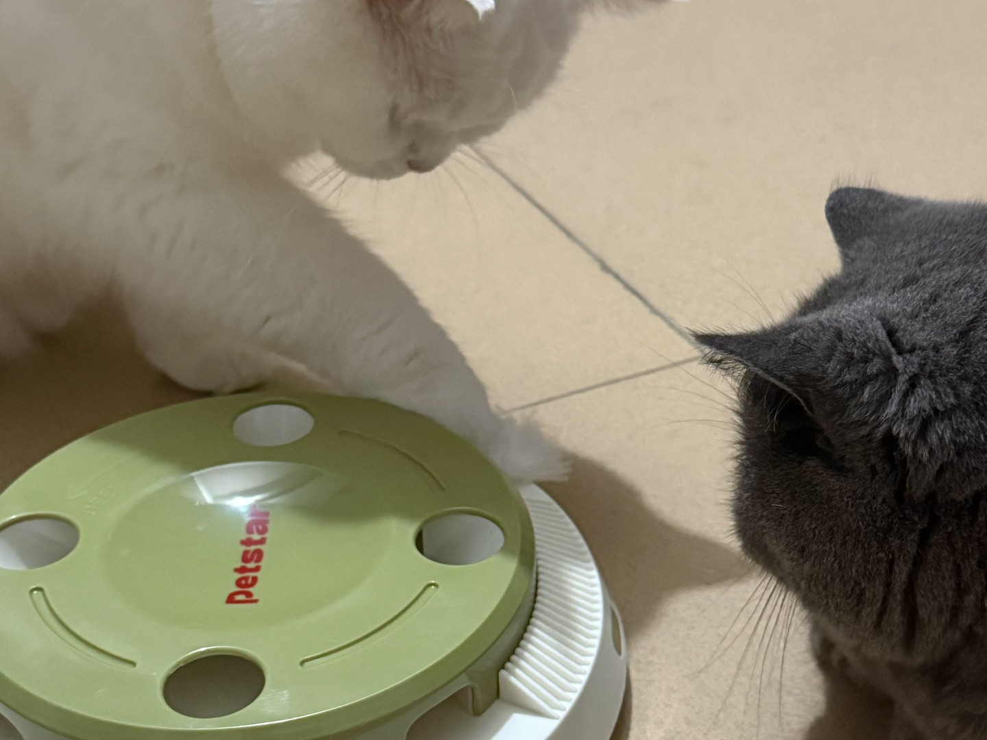 🐱两只小猪咪的日常
