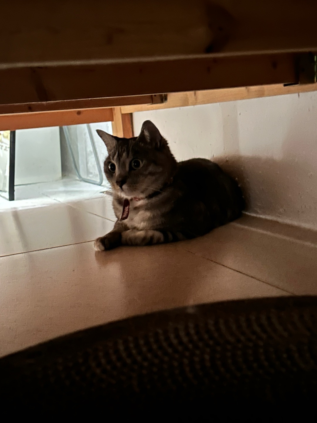 5.25 小猫萌萌哒