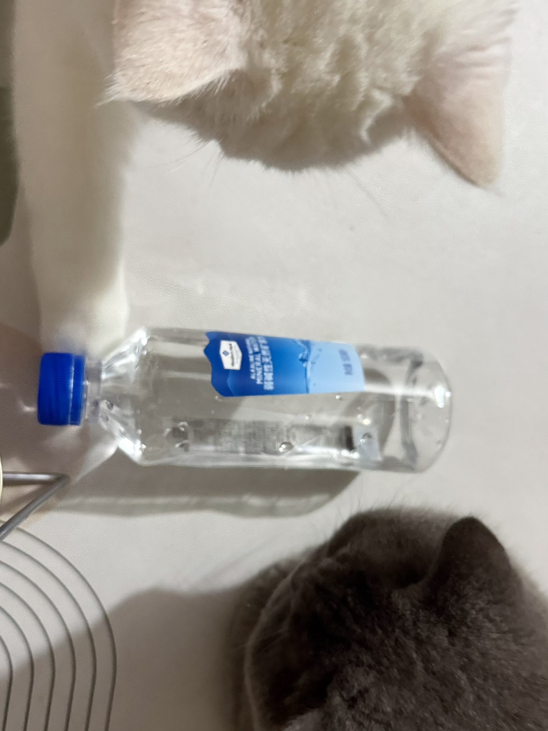 🫧一瓶矿泉水征服两只小猫