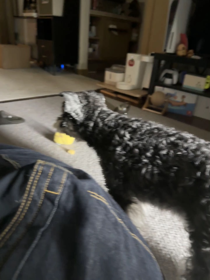 你可能没看过美洲狮狩猎