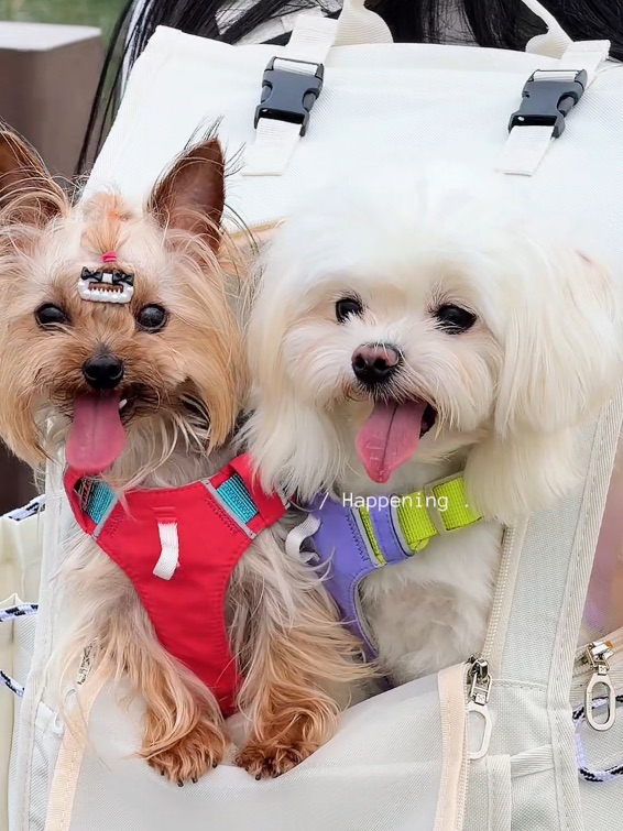是谁的双肩包🎒里还没有小狗🐶