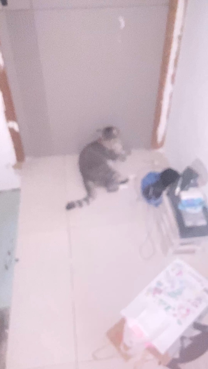 26.5.26 小猫咪 好可怜 只能在门缝里蹭空调