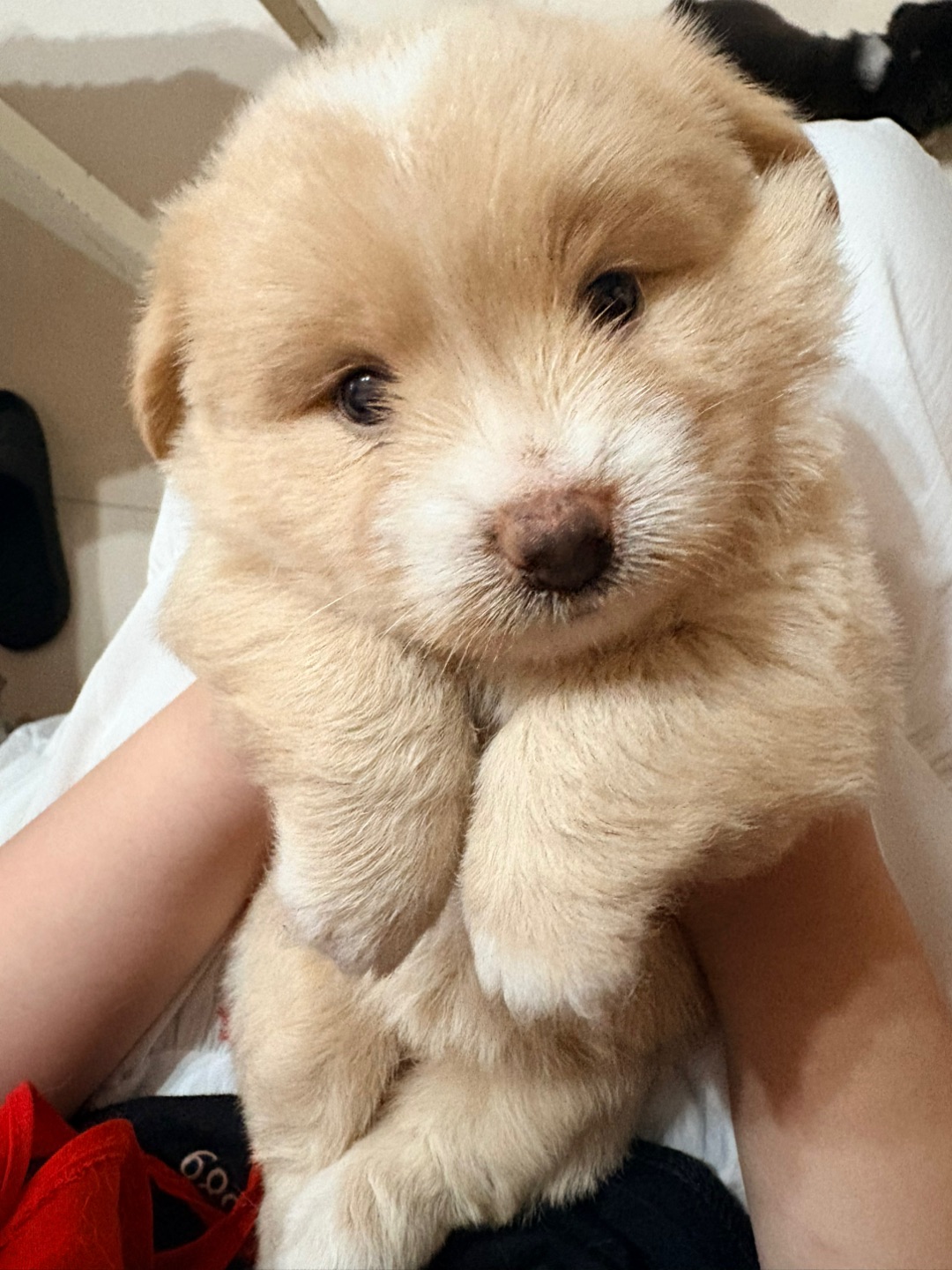 可爱小熊🐻崽