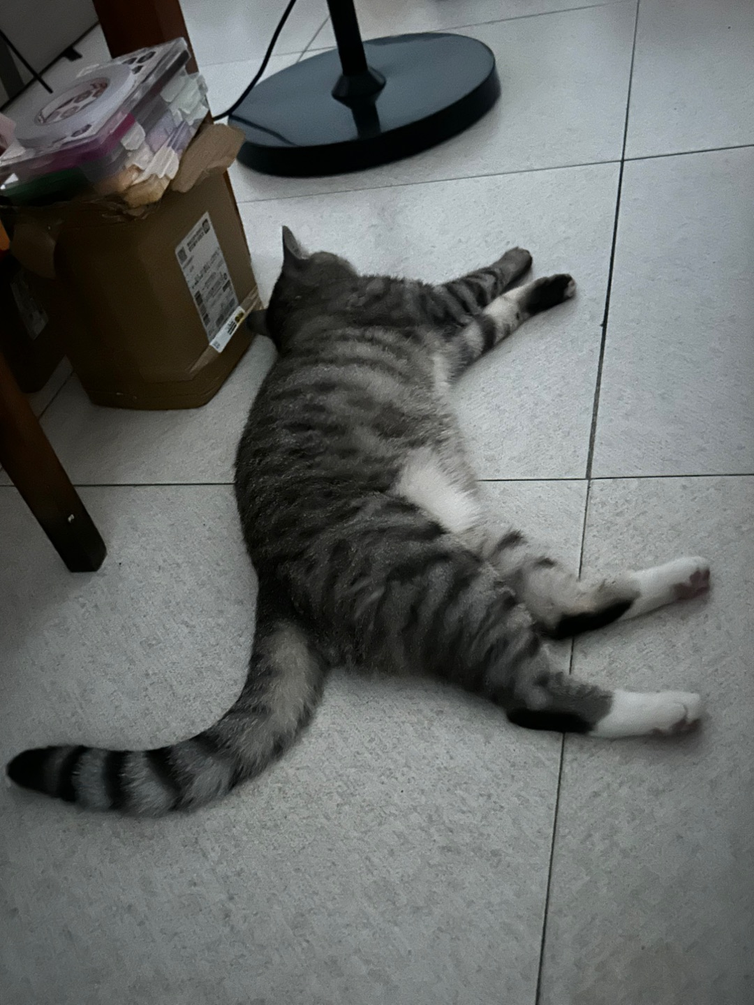 5.27 热热热 热鼠小猫了
