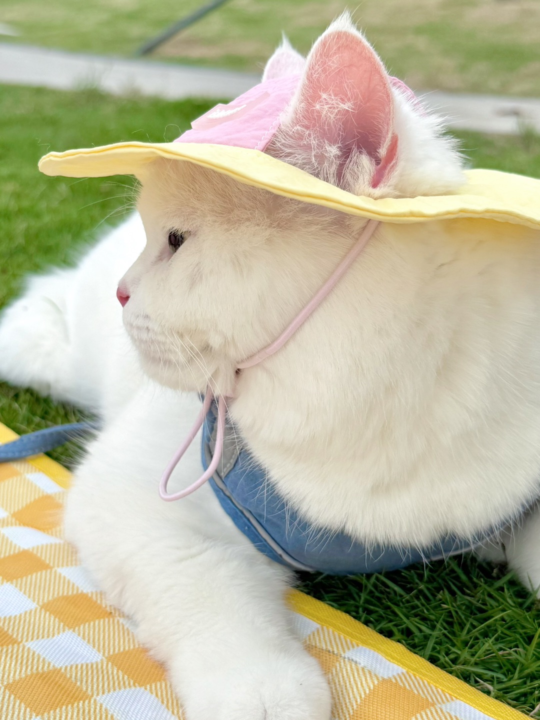 🌴🐾🌻