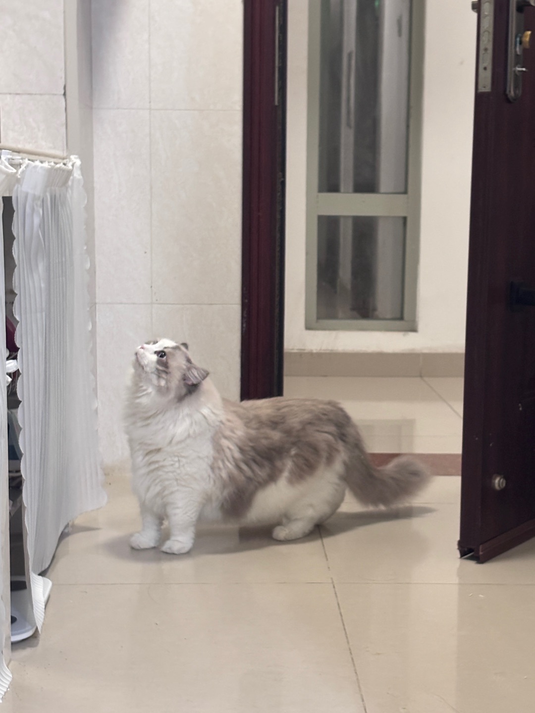 小猪猪