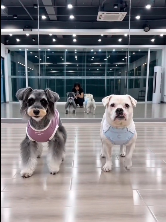 给孩子报的舞蹈班大家看看还要继续吗