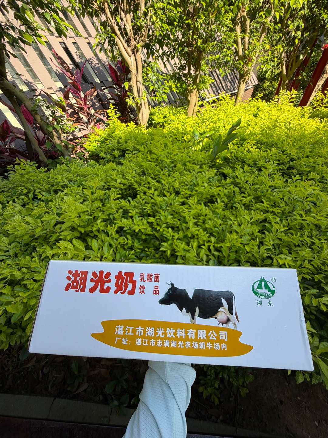 湛江本地人从小喝到大的湖光牛奶🥛  从小喝到大的本土老味道 湛江几代人的早餐记忆 香浓不腻 酸甜回甘 老湛江都认这口