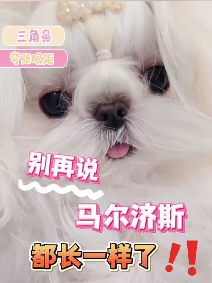 这只马尔济斯妹妹美到我不舍得眨眼👀
