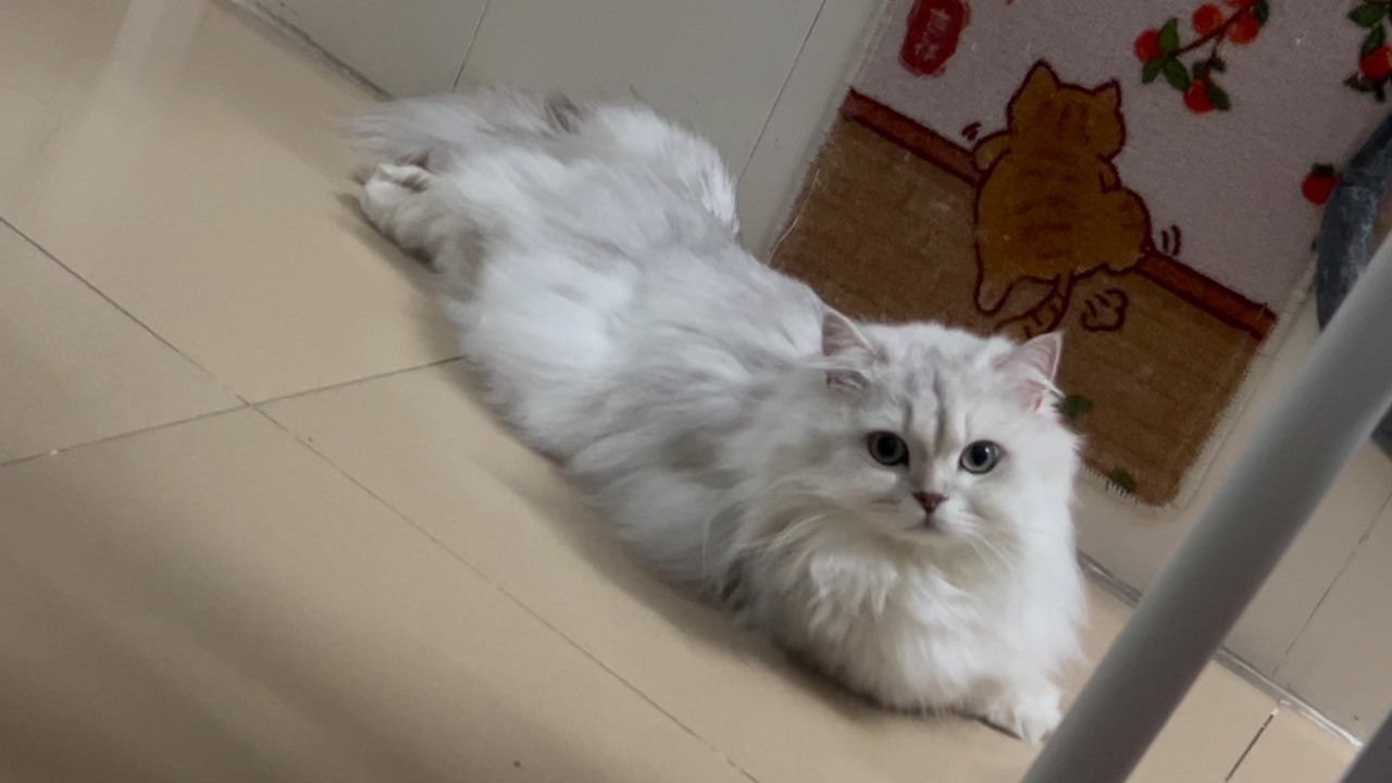 萌宝