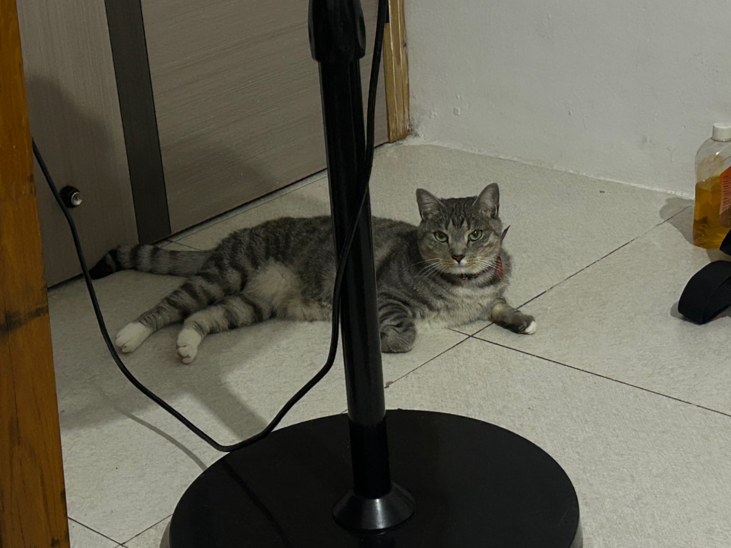 5.29 小猫吵吵吵