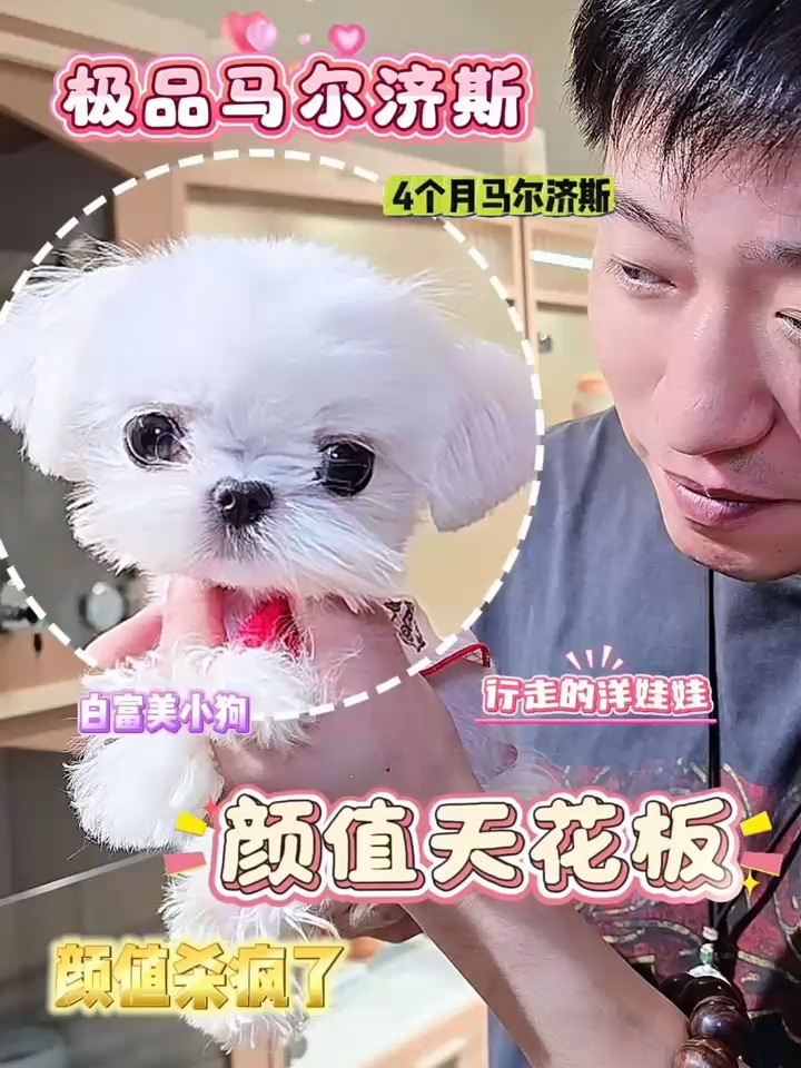 炸裂⚡️这只马尔济斯妹妹的大眼睛电到我了❗️❗️