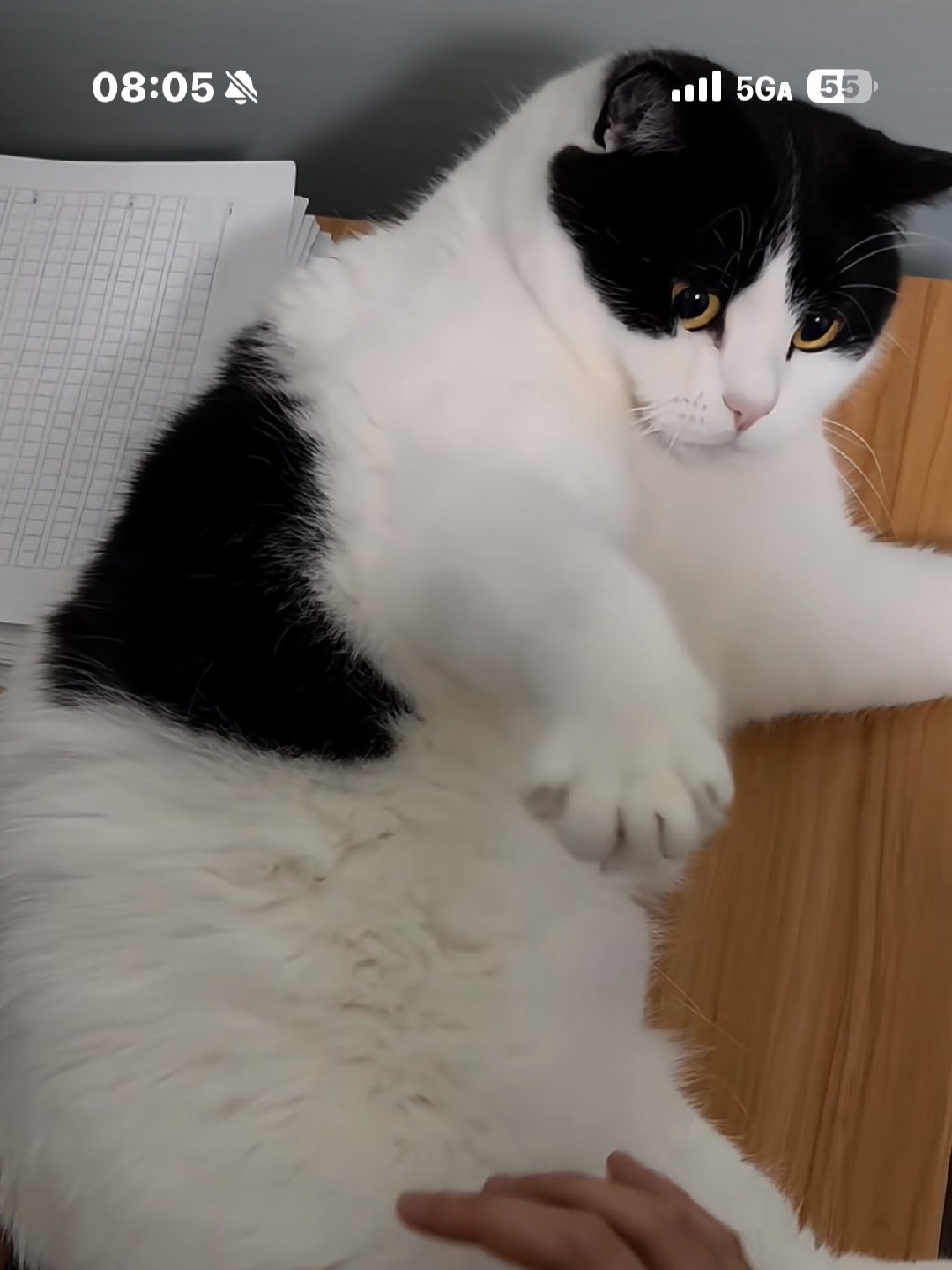 网上看到一只很像芝麻的猫