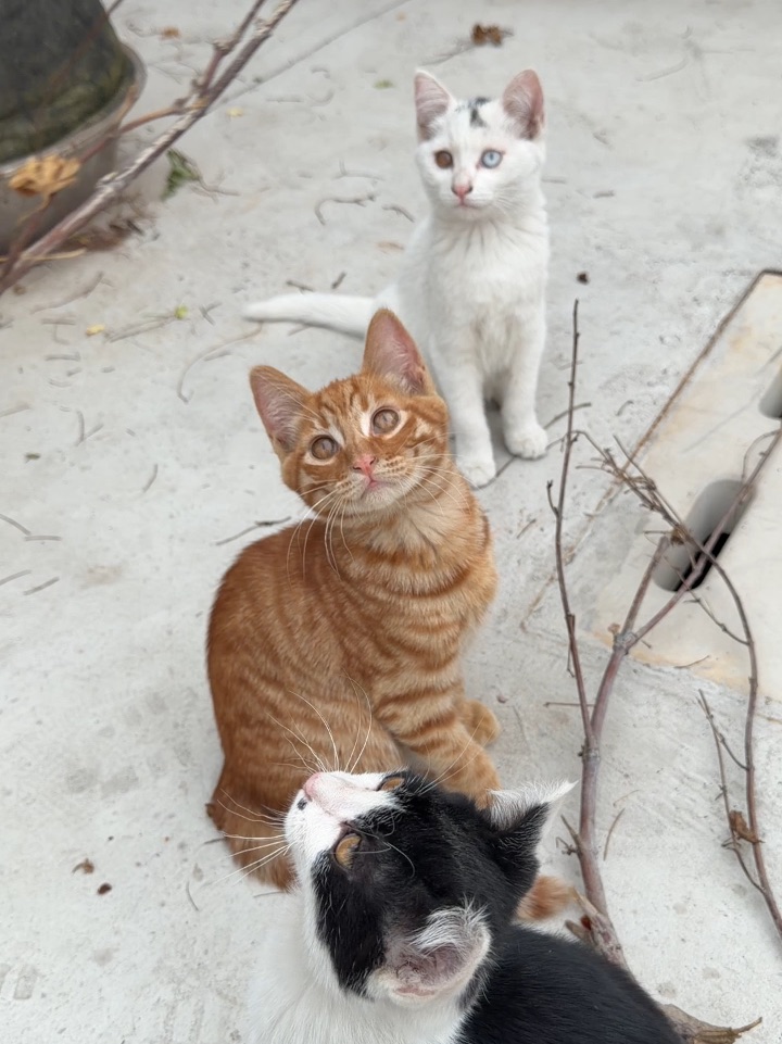 寺庙里的小猫猫