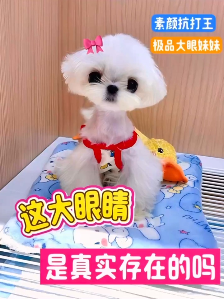 🔥被问爆了的极品马尔济斯妹妹～