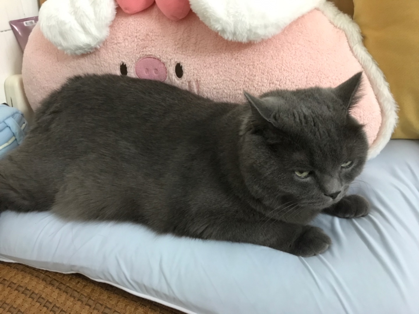 🐷与🐷