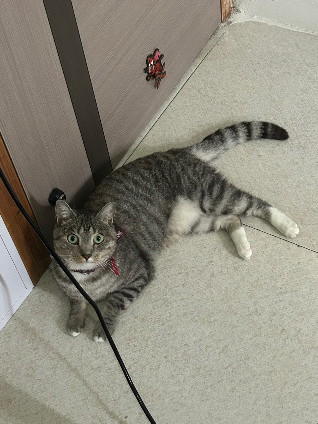 5.31 萌萌萌小猫