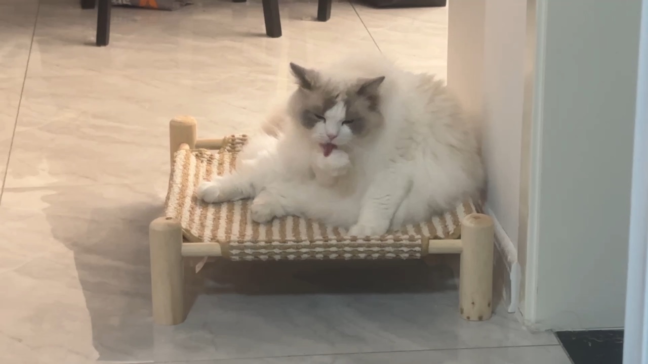 八爪鱼小猫