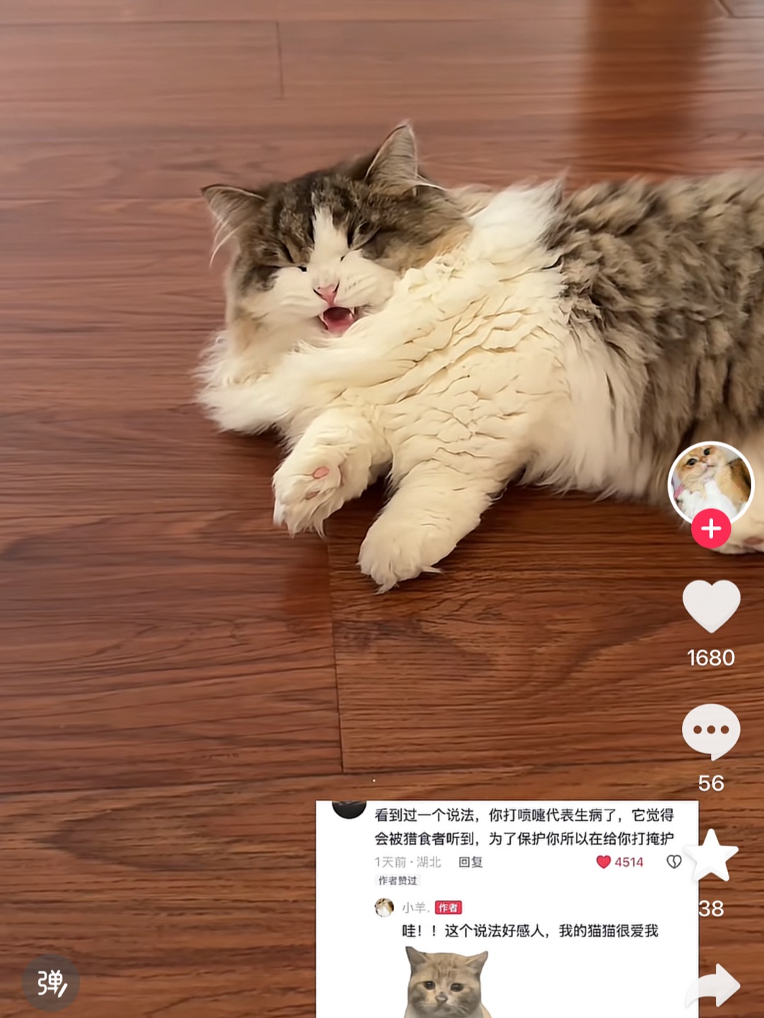 第一次知道这个猫咪冷知识