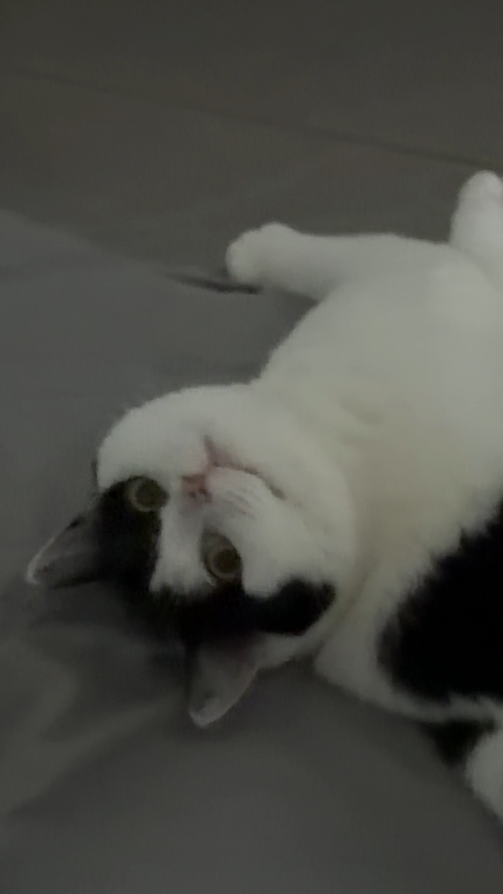 讲究的小猫咪
