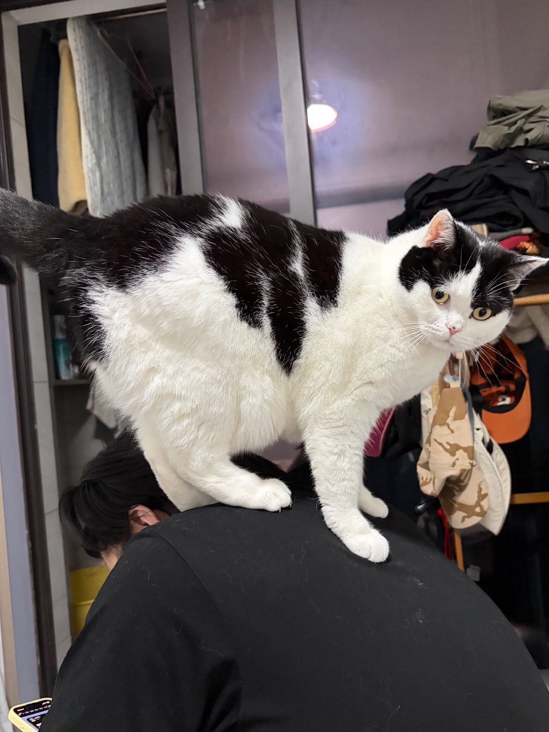 猫咪又占领高地了