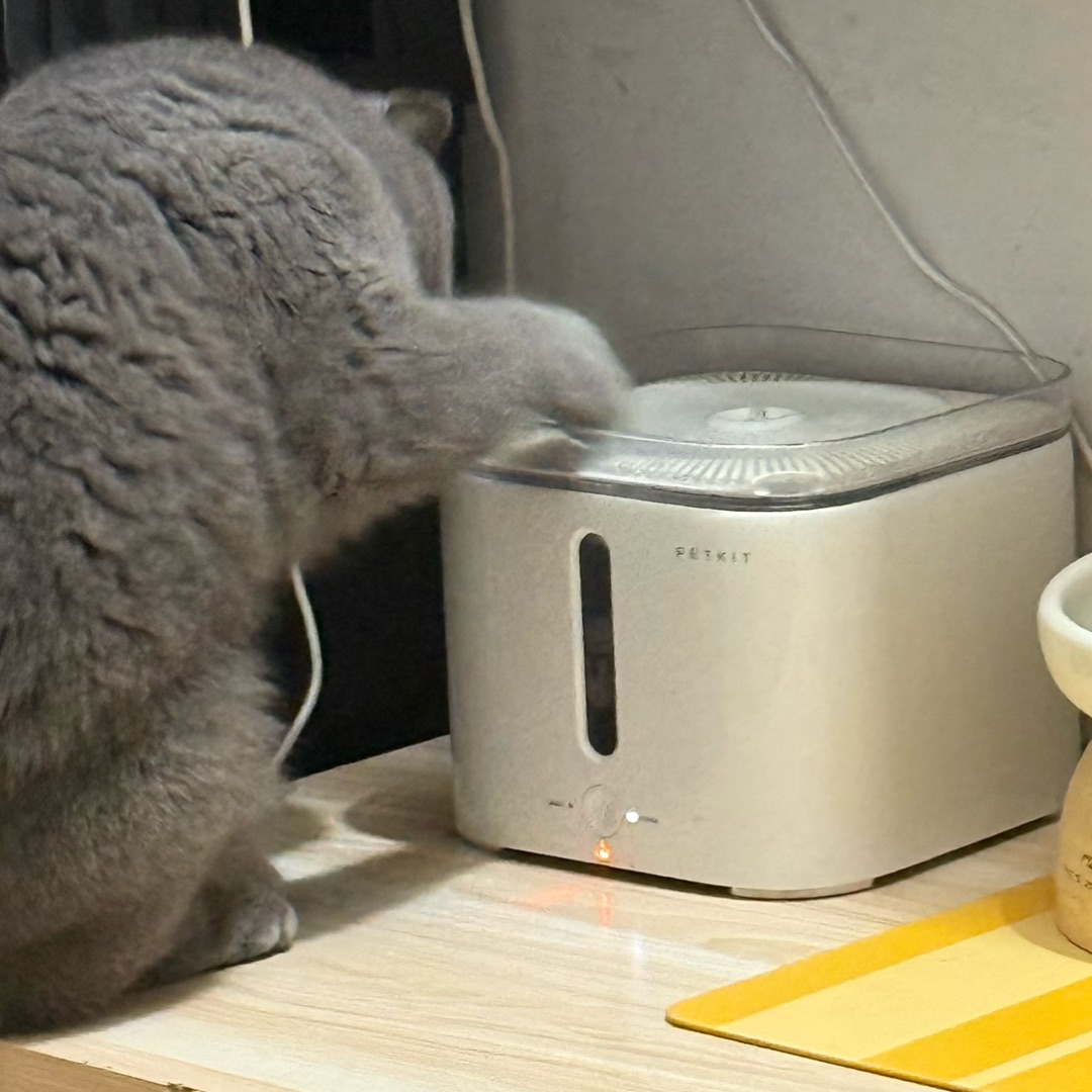 拆家小蓝猫上线