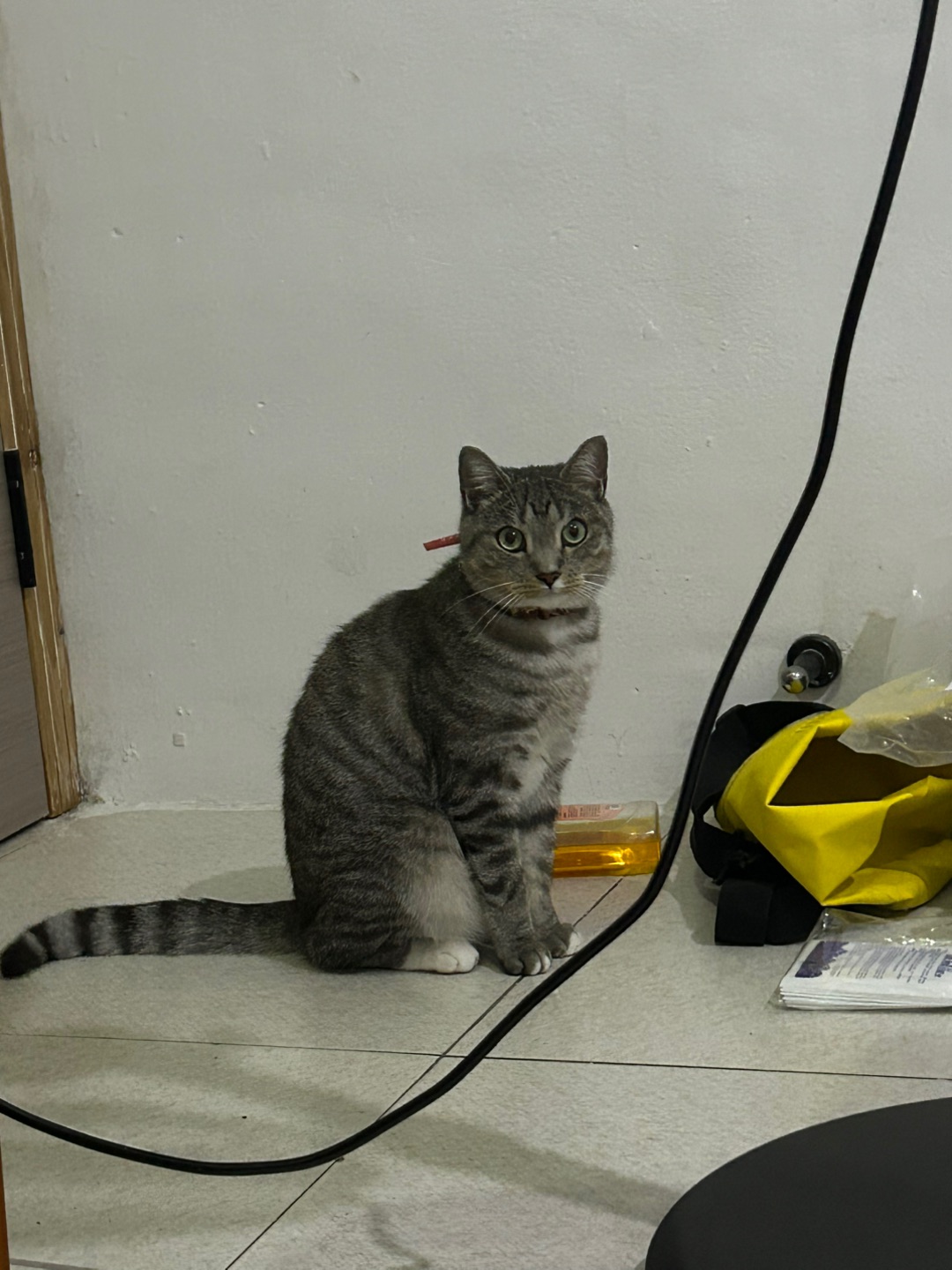 6.4 好萌啊小猫