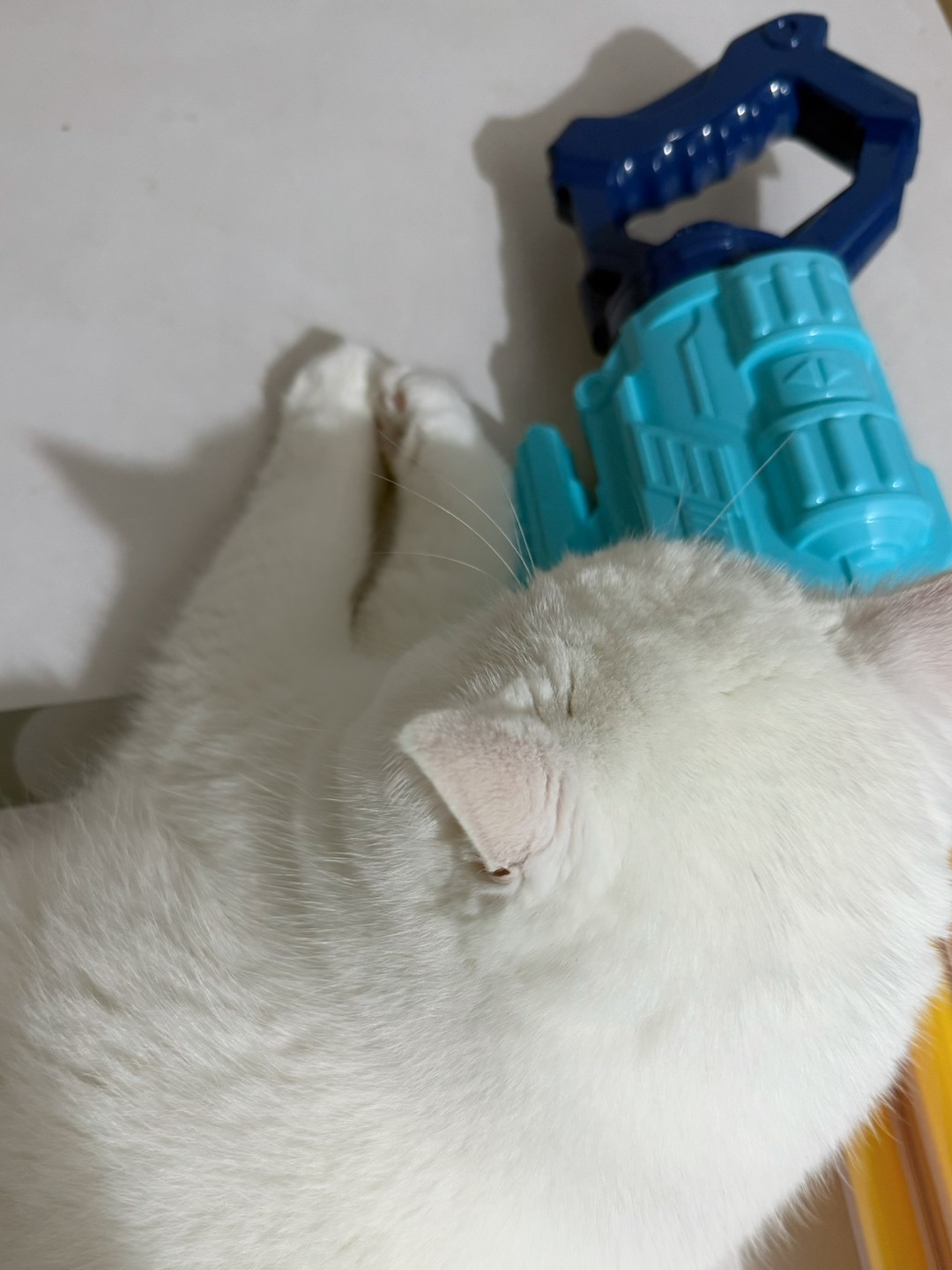 🤍慵懒白猪猫