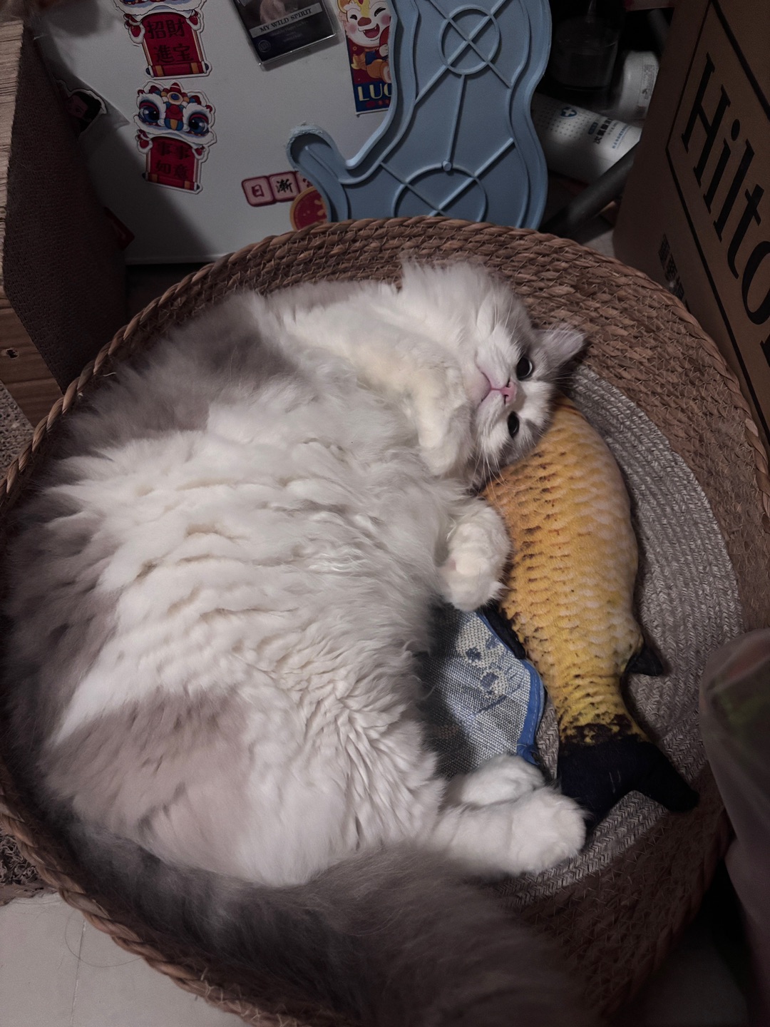 猫之大