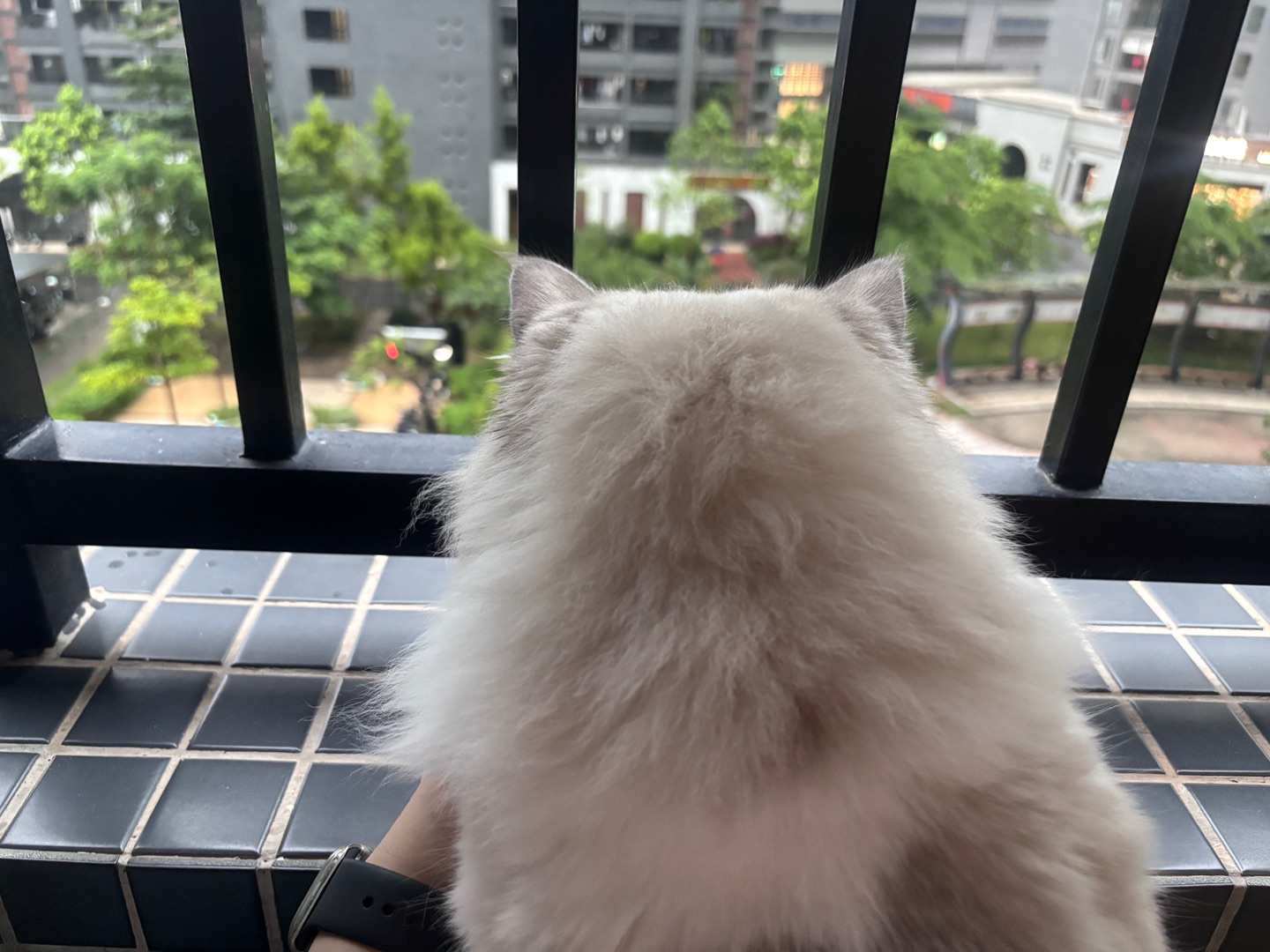 陪小猫看风景