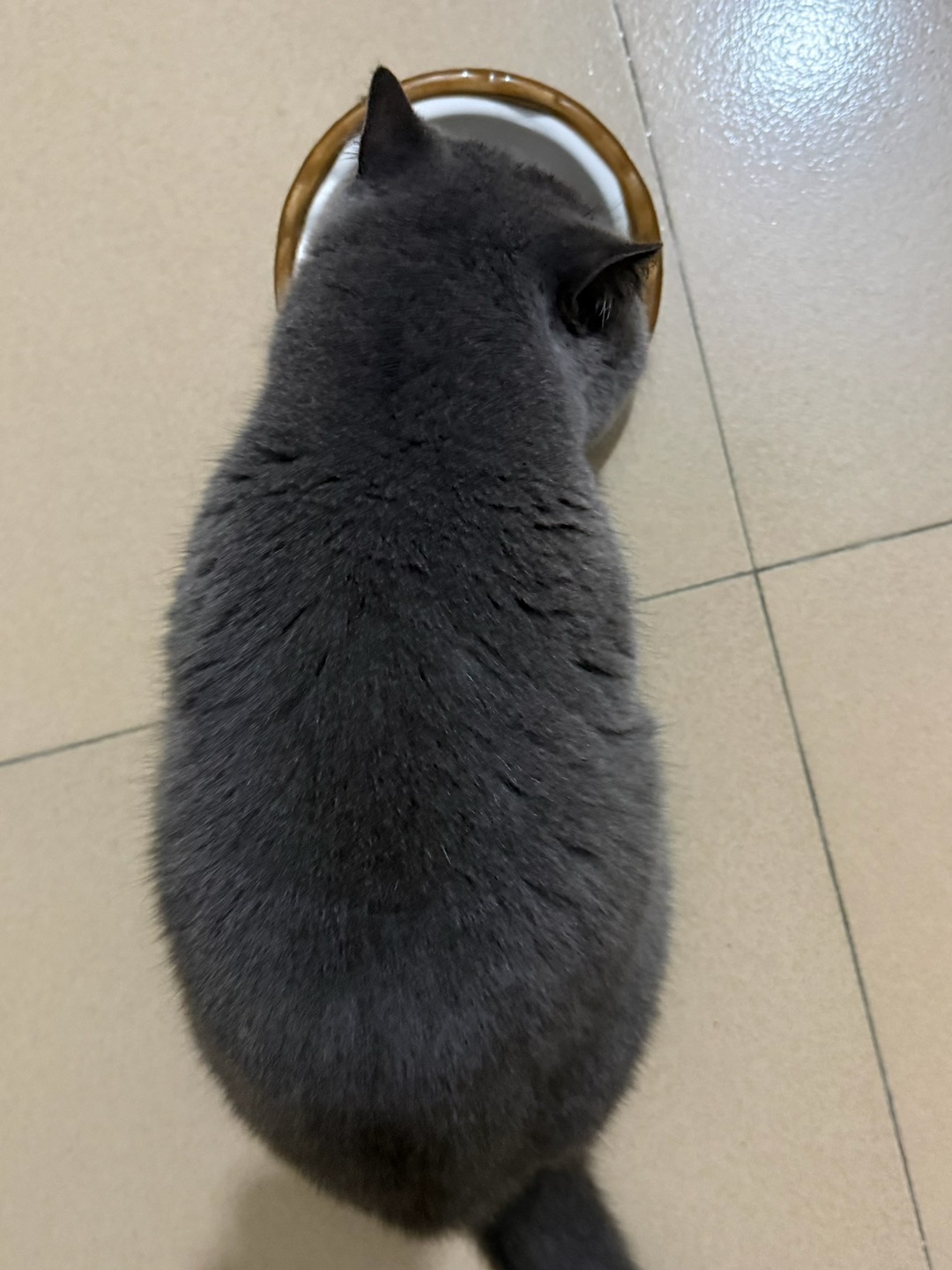 🐈皮皮的日常