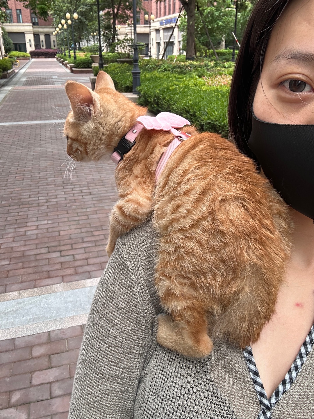 嘉定附近有想要领养小猫咪的吗