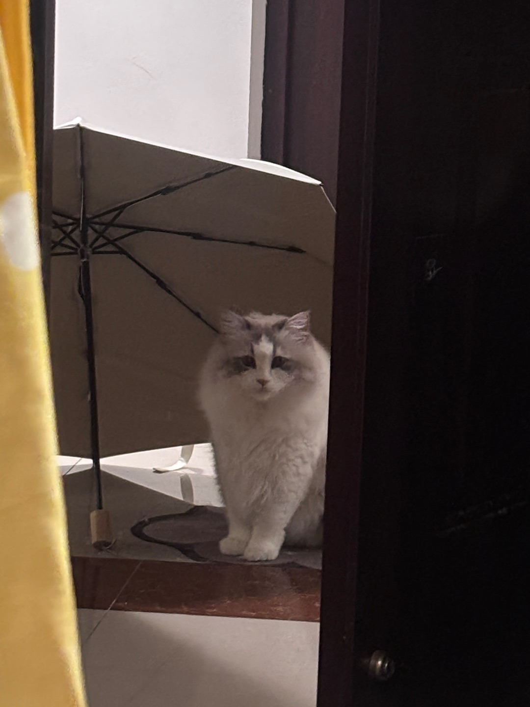 美少猫🐈